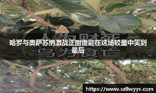 哈罗与奥萨苏纳激战正酣谁能在这场较量中笑到最后
